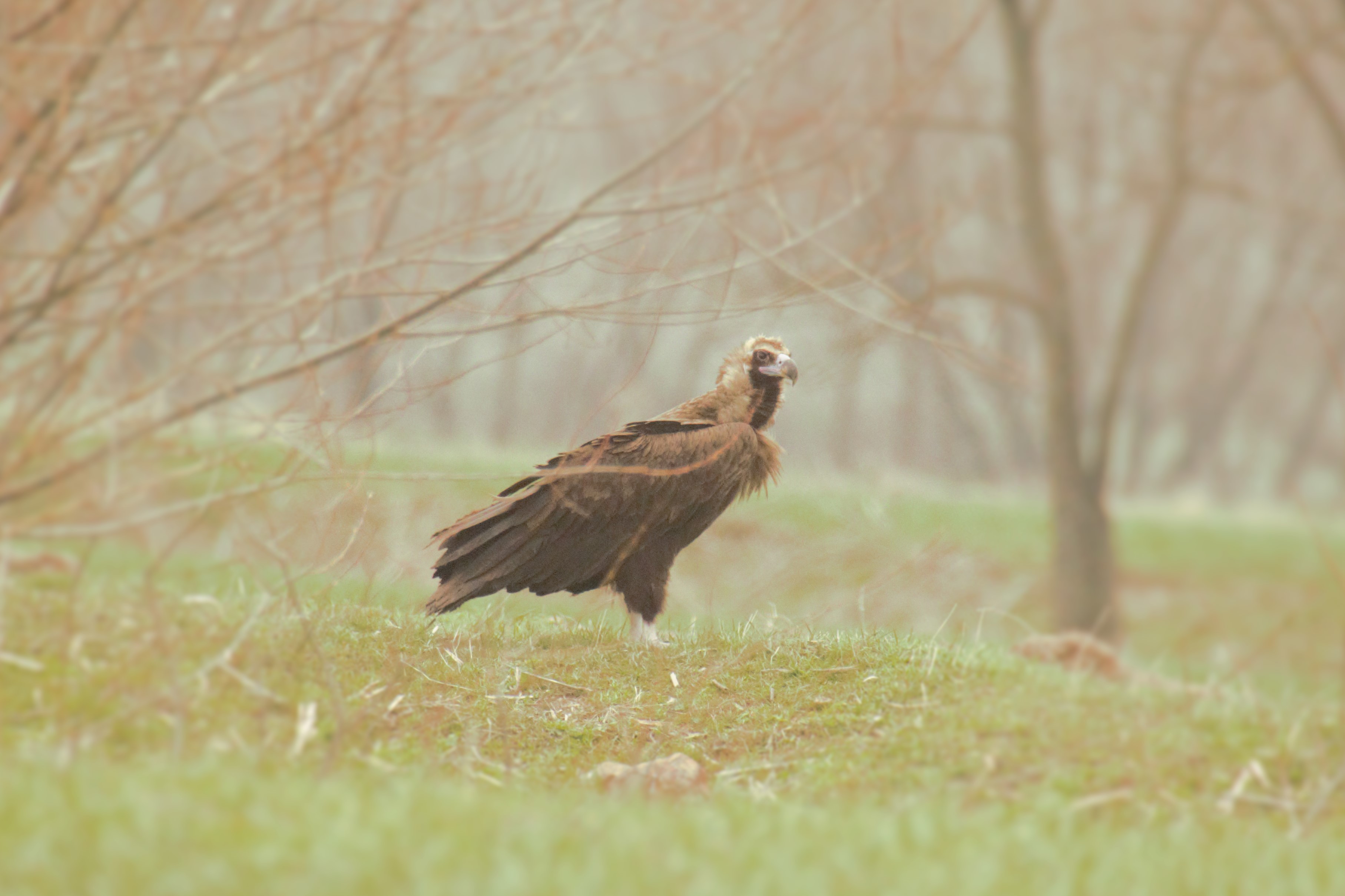 Cinereous Vulture